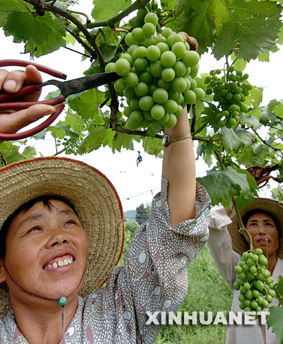 ��ũ��ׯ��ҫ����ĺ����Ͽũ����԰���ժ���ѣ�2005��5��26���㣩�� 1999�꣬����á�̨��ʮ��ܳ�ũ�񡱳ƺŵ�̨��ũ��ׯ��ҫ��Ӧ��������½��չ����ũҵ�������ڸ���ʡ�����д����˼�̨�������Ʒ�֡��¼�������������ʾ�����ƹ���һ���������������ũ���D�D�����Ͽũ�������Ž�̨������Ƽ��������������̻ᵱ��ũ���¸������Ը����ׯ��ҫ����������ɳ�һ����ҵ�� �������������롢����Ժ��̨��һϵ�дٽ����������������ݼ�̨��ͬ�������ߴ�ʩ���Ⱥ���׼�ڸ���ʡ�����С������У�����ʡ�Լ�ɽ������������������ʡ�Ĳ�������������Ͽ����ũҵ��������������Ҫ���ݸ��ص��ص�����ƣ�ͨ����̨��ũҵ����Ʒ�֡��Ƚ������͹���������������������顢ʾ�����������ã�ͬʱ��չ������ʽ�Ľ������Ϊ�ٽ�����ũҵ����Ľ������������õ�ƽ̨���ṩ�����ģʽ�;��顣 ���õ����߻���Ϊׯ��ҫ��ҵ�ķ�չ�ṩ�˸��ӹ����Ŀռ䡣��������ׯ��ҫ�������Ƚ��ļ����ͳ������ֲ����������壬�Ⱥ��̨�������ʺϵ�����ֲ�Ļ������������ҡ�â������ʯ���40���Ʒ�֡���񣬺����Ͽũ�����ֵ�̨�������Ʒ������ﵽ2500��Ķ���괴��ֵ1200����Ԫ��ͬʱ�������������ũ���ƹ�̨��������1���Ķ���괴��ֵ4300����Ԫ�������Ͽũ��Ϊ����ũҵ�����뽻�����ƶ�����ũҵ���õķ�չ���˴�ͷʾ�����á� �»������ �Ź��� ��