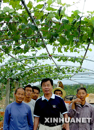 10��10�գ�ׯ��ҫ��ũ��Ա���ڹ�԰� 1999�꣬����á�̨��ʮ��ܳ�ũ�񡱳ƺŵ�̨��ũ��ׯ��ҫ��Ӧ��������½��չ����ũҵ�������ڸ���ʡ�����д����˼�̨�������Ʒ�֡��¼�������������ʾ�����ƹ���һ���������������ũ���D�D�����Ͽũ�������Ž�̨������Ƽ��������������̻ᵱ��ũ���¸������Ը����ׯ��ҫ����������ɳ�һ����ҵ�� �������������롢����Ժ��̨��һϵ�дٽ����������������ݼ�̨��ͬ�������ߴ�ʩ���Ⱥ���׼�ڸ���ʡ�����С������У�����ʡ�Լ�ɽ������������������ʡ�Ĳ�������������Ͽ����ũҵ��������������Ҫ���ݸ��ص��ص�����ƣ�ͨ����̨��ũҵ����Ʒ�֡��Ƚ������͹���������������������顢ʾ�����������ã�ͬʱ��չ������ʽ�Ľ������Ϊ�ٽ�����ũҵ����Ľ������������õ�ƽ̨���ṩ�����ģʽ�;��顣 ���õ����߻���Ϊׯ��ҫ��ҵ�ķ�չ�ṩ�˸��ӹ����Ŀռ䡣��������ׯ��ҫ�������Ƚ��ļ����ͳ������ֲ����������壬�Ⱥ��̨�������ʺϵ�����ֲ�Ļ������������ҡ�â������ʯ���40���Ʒ�֡���񣬺����Ͽũ�����ֵ�̨�������Ʒ������ﵽ2500��Ķ���괴��ֵ1200����Ԫ��ͬʱ�������������ũ���ƹ�̨��������1���Ķ���괴��ֵ4300����Ԫ�������Ͽũ��Ϊ����ũҵ�����뽻�����ƶ�����ũҵ���õķ�չ���˴�ͷʾ�����á� �»������ �Ź��� ��