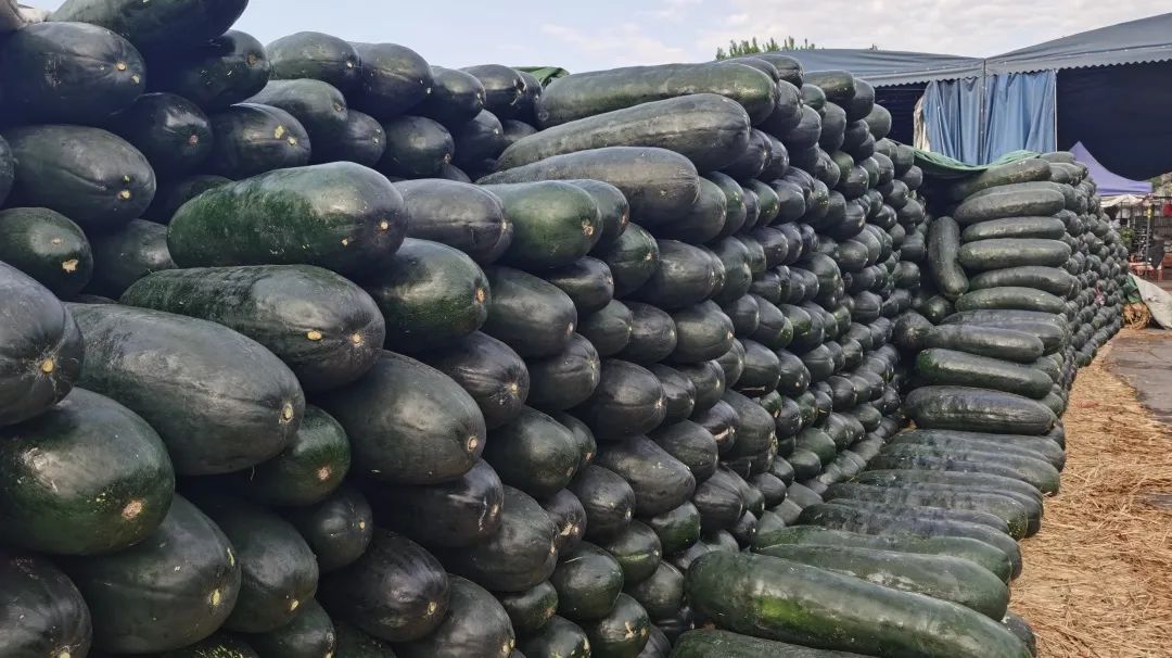 岳各庄临时休市,新发地增大上市量,首都“菜篮子”供应充足