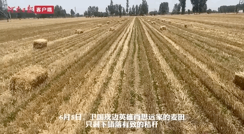 肖思远父母为啥偷偷收麦子?真相是……