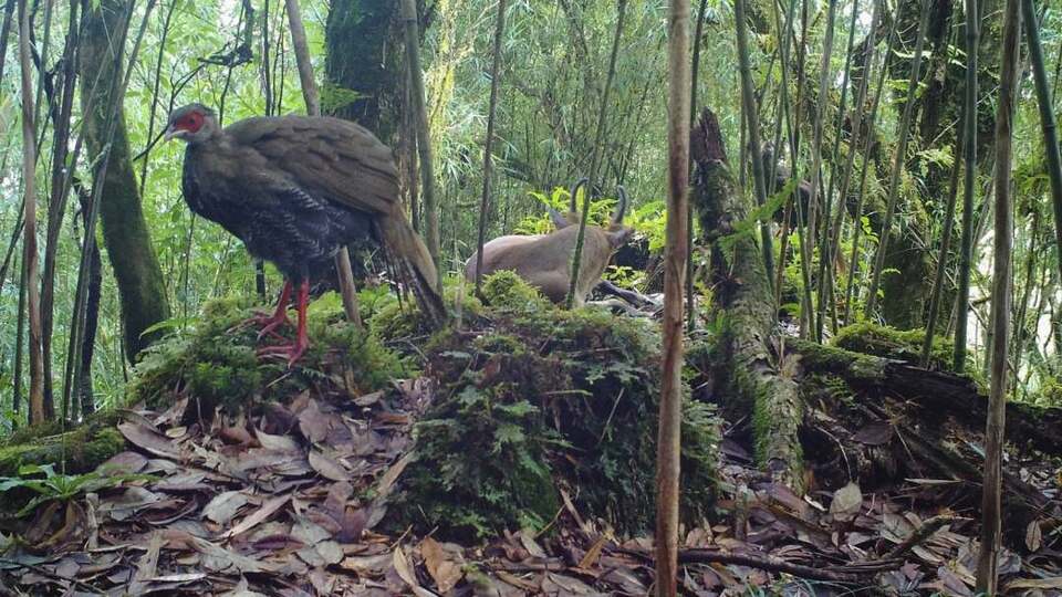 �����ֺ�г�����������״��ĵ����ֱ������ͬ�������