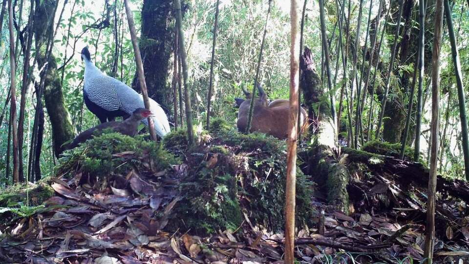 �����ֺ�г�����������״��ĵ����ֱ������ͬ�������