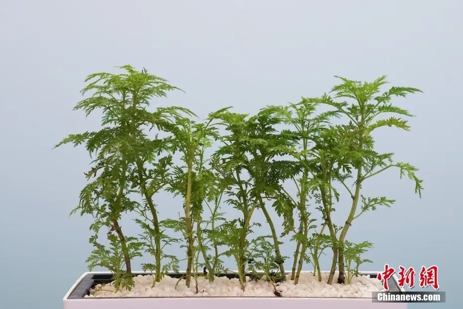 中医药为何应成为中华文化走出去的先锋?