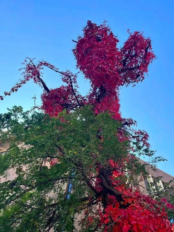 ���գ���У���������ġ�����Ϧ