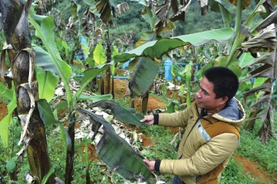 罕见寒潮致部分地区受灾 蔬菜喷防冻液仍被冻烂 罕见寒潮致部分地区受灾 蔬菜喷防冻液仍被冻烂