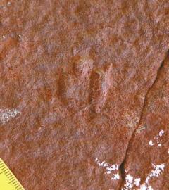 最小的恐龙足迹。