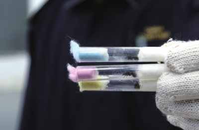 洋蚂蚁成宠物 法律为何管不住活体动物“偷渡” 洋蚂蚁成宠物 法律为何管不住活体动物“偷渡”