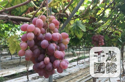 红星村的优质葡萄基地,现已引进美人指、红地球、夏黑、秋黑等优质葡萄品种。