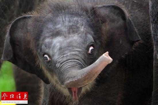 中国人对大象皮需求攀升 缅甸亚洲象遭屠杀 中国人对大象皮需求攀升 缅甸亚洲象遭屠杀