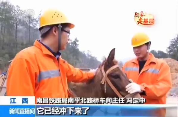 前面的人注意啊!骡子受惊啦,骡子受惊啦,不要撞到人啦