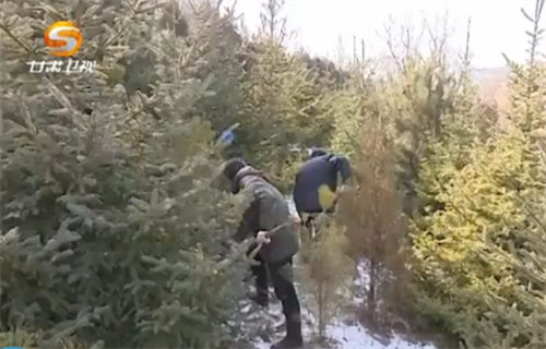 数九寒天两位老人正在劳作