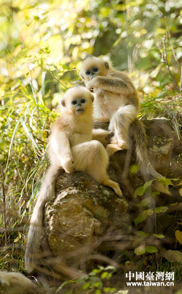 ��ͷ��Ĵ���