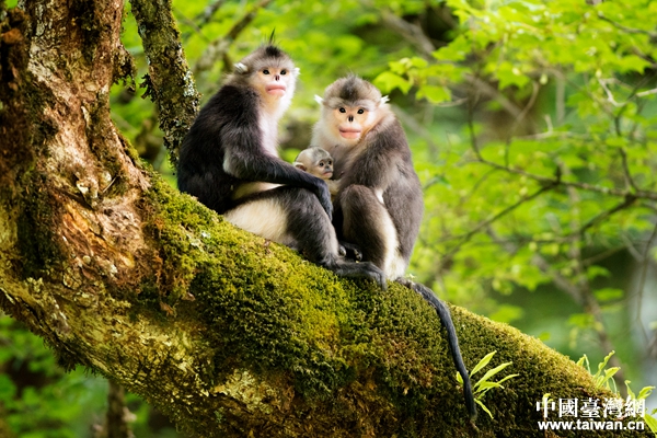 ��ͷ��Ĵ���