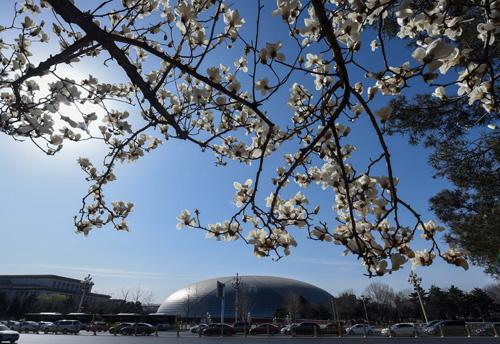 资料图:北京长安街边,蓝天下的玉兰花迎风怒放。新华社记者 罗晓光 摄