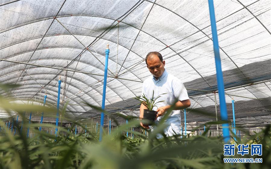 (在习近平新时代中国特色社会主义思想指引下——新时代新作为新篇章·总书记关心的百姓身边事·图文互动)(4)“科技秀才”给田野带来新希望