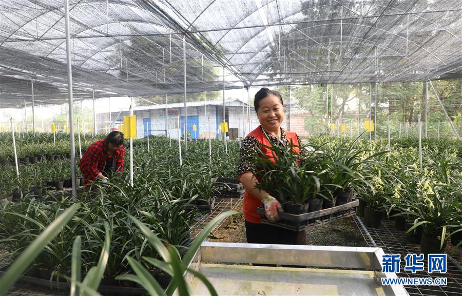 (在习近平新时代中国特色社会主义思想指引下——新时代新作为新篇章·总书记关心的百姓身边事·图文互动)(2)“科技秀才”给田野带来新希望