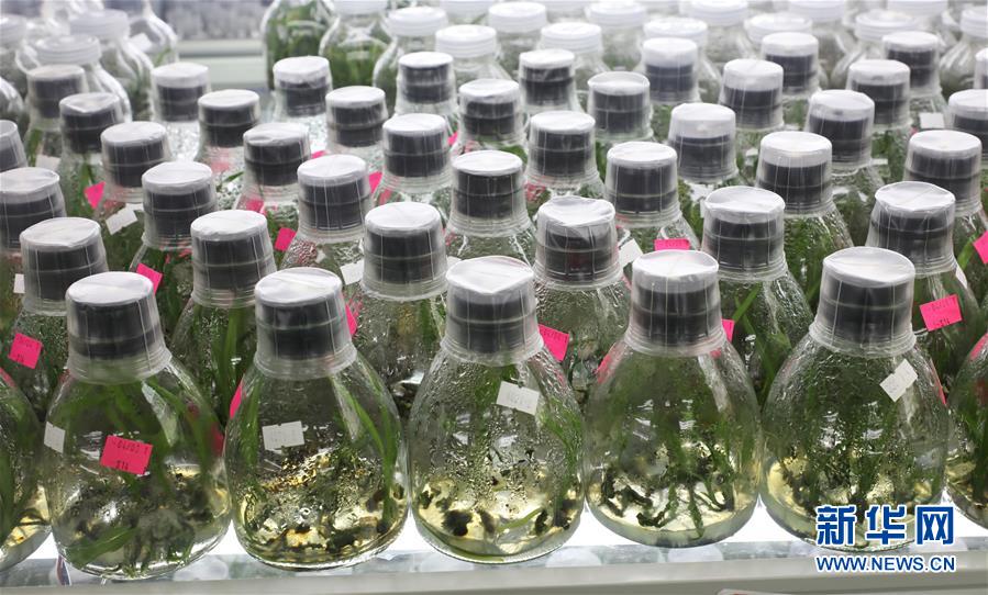 (在习近平新时代中国特色社会主义思想指引下——新时代新作为新篇章·总书记关心的百姓身边事·图文互动)(3)“科技秀才”给田野带来新希望