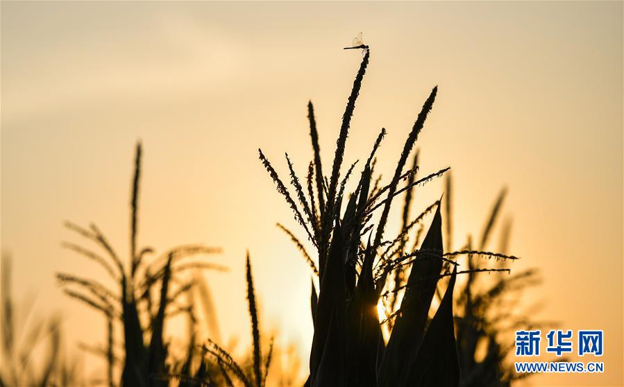 (在习近平新时代中国特色社会主义思想指引下——新时代新作为新篇章·习近平总书记关切事·图文互动)(1)为黑土加“油”——“耕地中的大熊猫”,我们这样保护