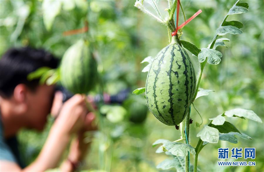 (新华全媒头条·走向我们的小康生活·图文互动)(10)幸福小康入画来——齐鲁大地描绘小康新画卷