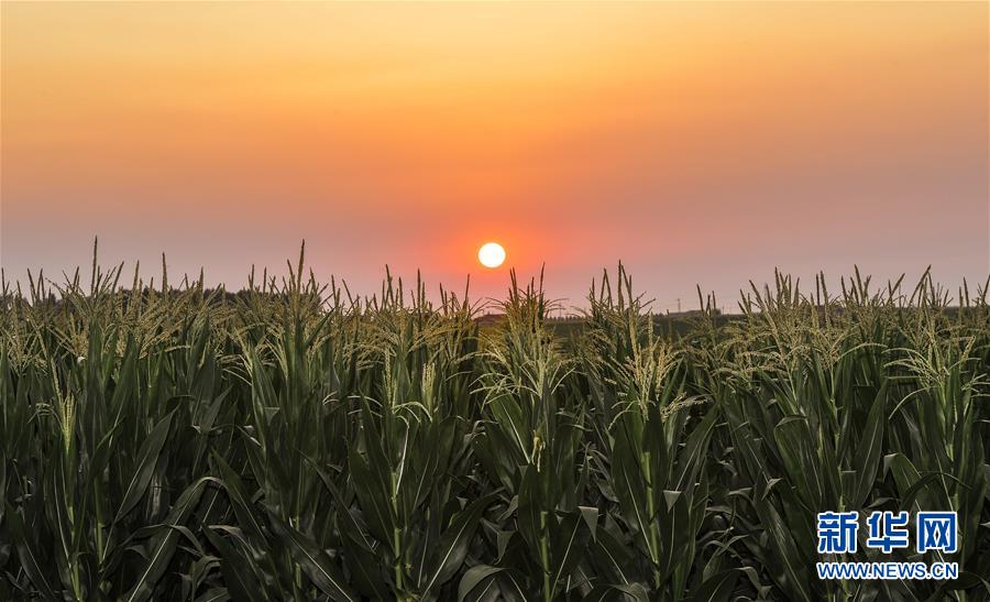(新华全媒头条·图文互动)(2)为现代农业探新路——来自吉林梨树的田野报告