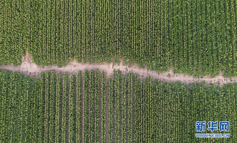 (新华全媒头条·图文互动)(4)为现代农业探新路——来自吉林梨树的田野报告