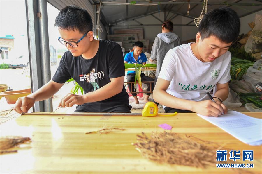 (新华全媒头条·图文互动)(8)为现代农业探新路——来自吉林梨树的田野报告