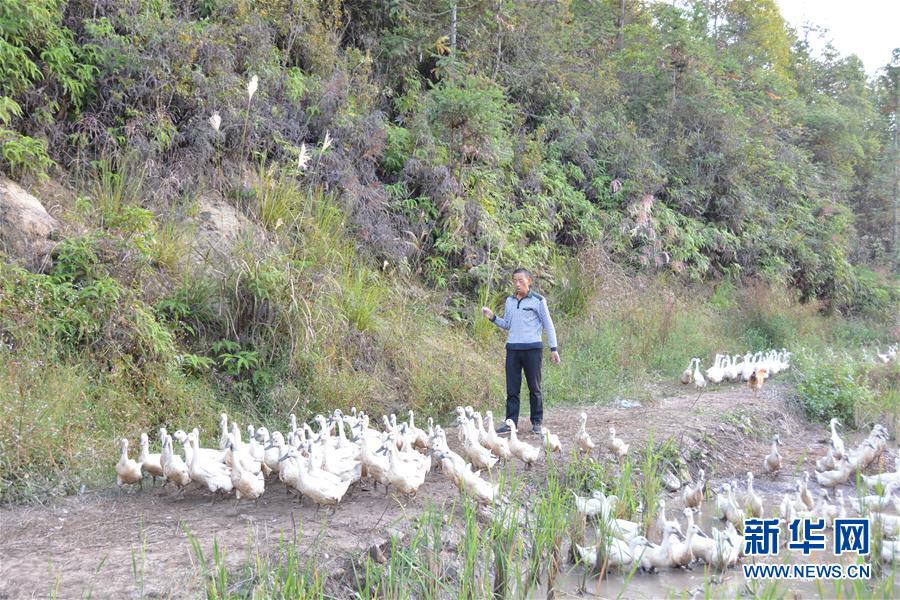 (决战决胜脱贫攻坚·图文互动)(2)闽西“鸭倌”罗水通脱贫记