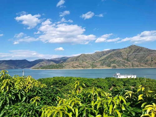 华坪境内的芒果种植园区。人民政协网记者 付振强 摄