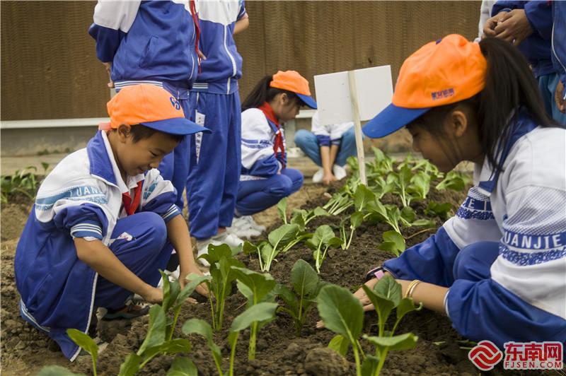 学生们实践基地种植蔬菜。董观生摄.jpg