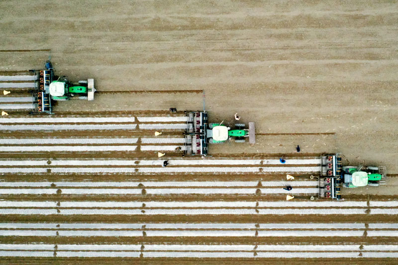 新疆百万亩棉花开播