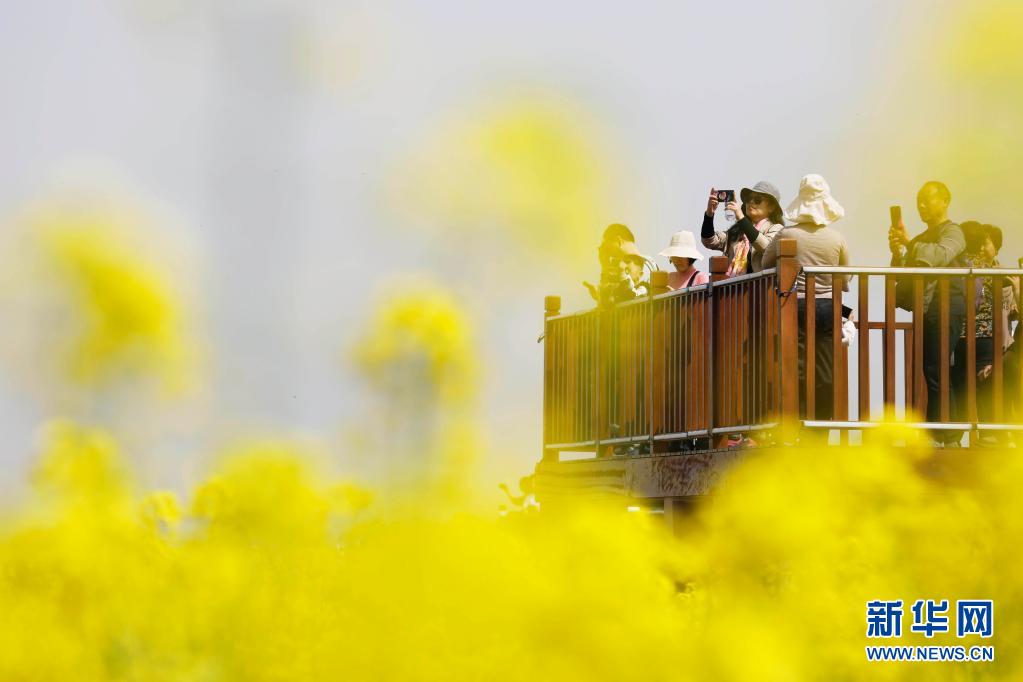 河南宝丰:打造赏花经济 助力乡村振兴