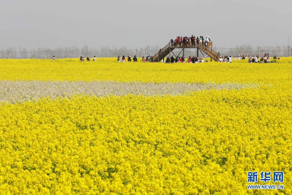 河南宝丰:打造赏花经济 助力乡村振兴