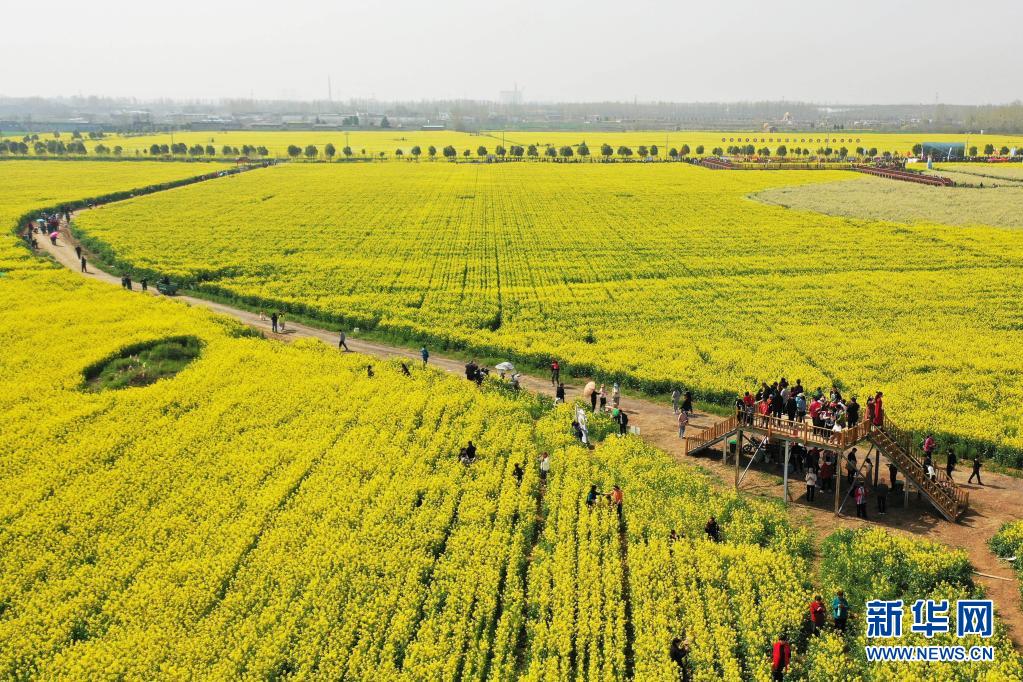 河南宝丰:打造赏花经济 助力乡村振兴