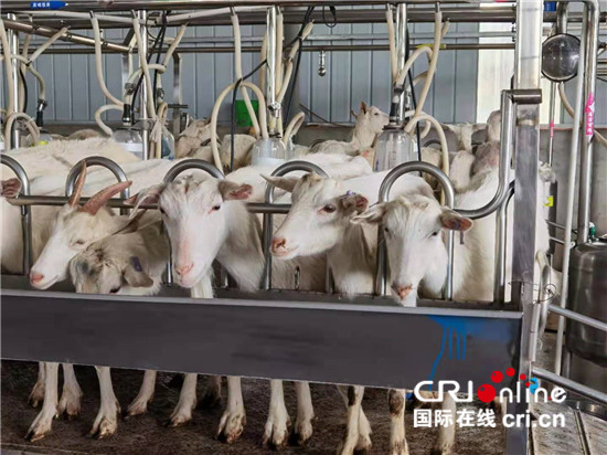 【中国有约】陕西省富平县:干“柿”业发“羊”财 建设美丽乡村_fororder_5