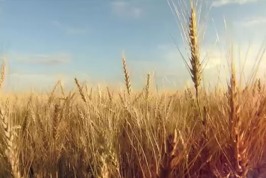 点击播放 点击播放