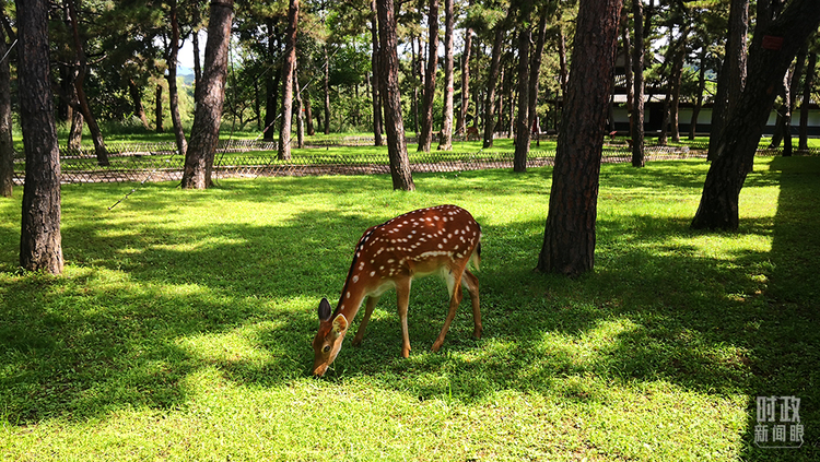 时政新闻眼丨从三组关键词看习近平总书记承德之行