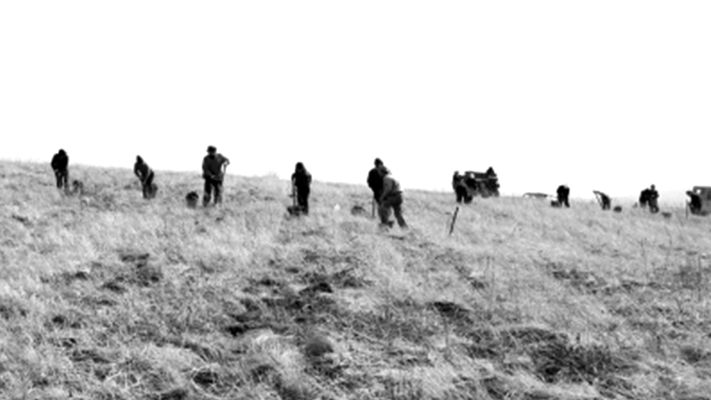 塞罕坝创业初期人工造林现场。(资料图)