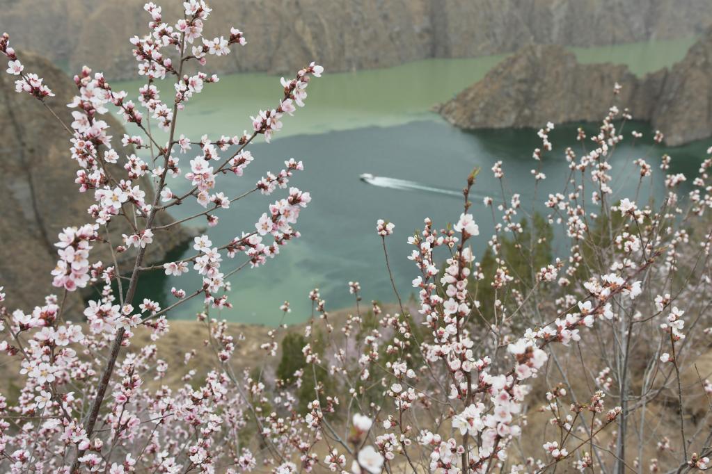 2021年3月28日,快艇在黄河刘家峡水库内行驶。新华社发(史有东 摄)