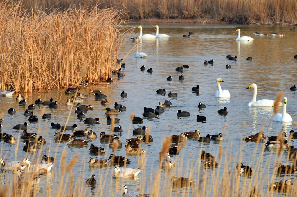 白天鹅等候鸟在山东黄河三角洲国家级自然保护区里栖息(2014年12月22日摄)。 新华社记者 郭绪雷 摄
