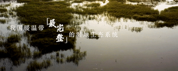 跟着总书记的考察足迹|在这里,黄河入海,飞鸟翔集