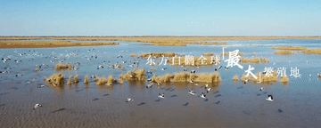 跟着总书记的考察足迹|在这里,黄河入海,飞鸟翔集