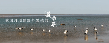 跟着总书记的考察足迹|在这里,黄河入海,飞鸟翔集