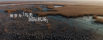 跟着总书记的考察足迹|在这里,黄河入海,飞鸟翔集