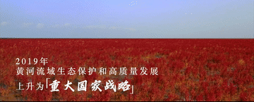 跟着总书记的考察足迹|在这里,黄河入海,飞鸟翔集