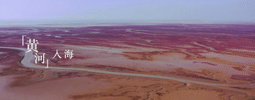 跟着总书记的考察足迹|在这里,黄河入海,飞鸟翔集