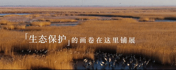 跟着总书记的考察足迹|在这里,黄河入海,飞鸟翔集