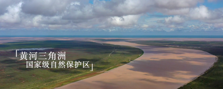 跟着总书记的考察足迹|在这里,黄河入海,飞鸟翔集