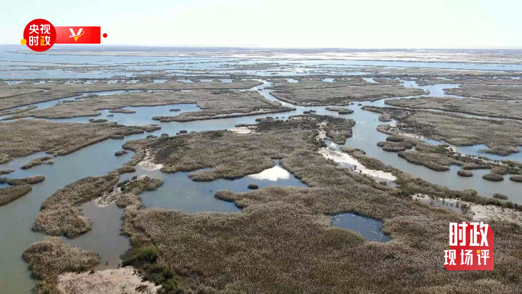 时政现场评丨跟随总书记的脚步 在入海口看壮阔黄河的绿与亲切