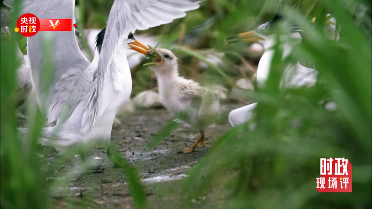 时政现场评丨跟随总书记的脚步 在入海口看壮阔黄河的绿与亲切