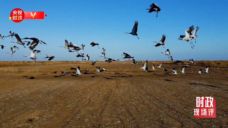 时政现场评丨跟随总书记的脚步 在入海口看壮阔黄河的绿与亲切